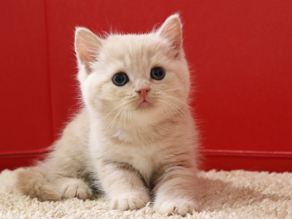 スコティッシュフォールドの子猫画像