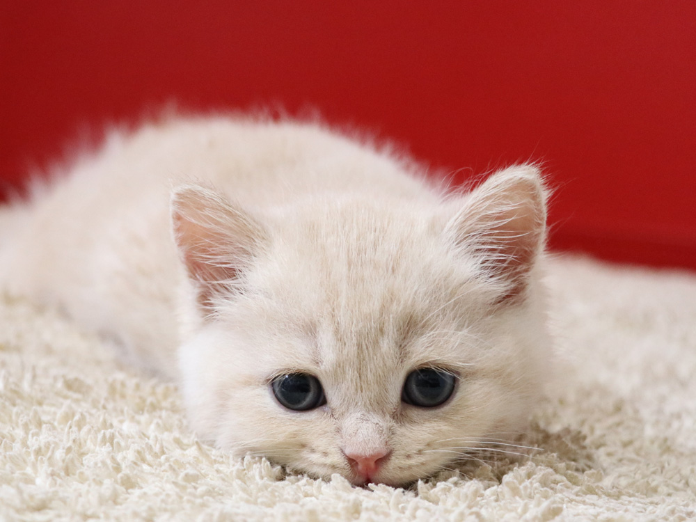 スコティッシュフォールドの子猫画像