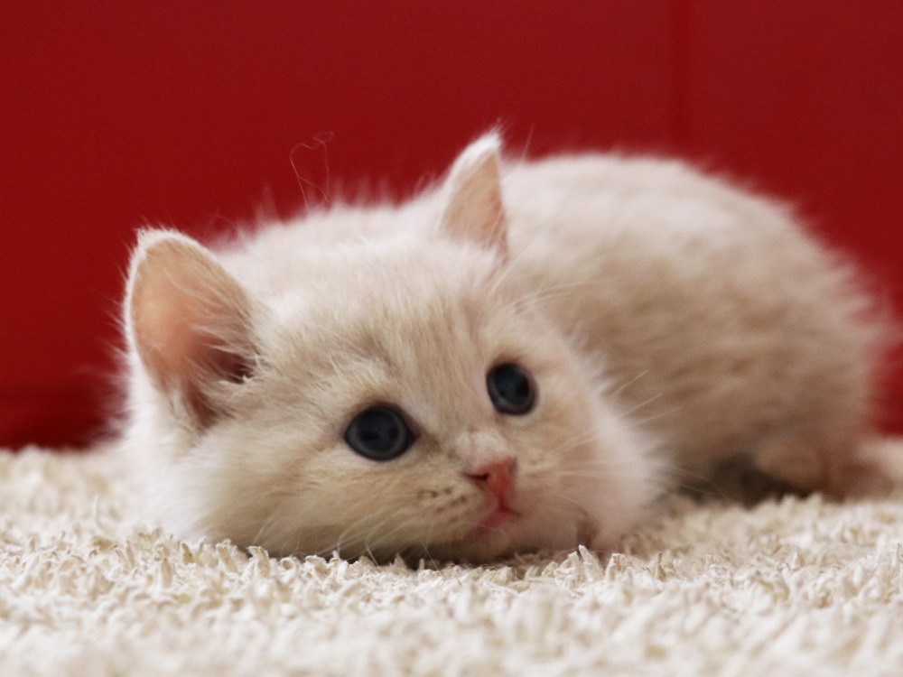 スコティッシュフォールドの子猫画像