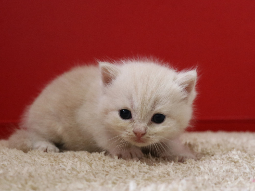 スコティッシュフォールドの子猫画像