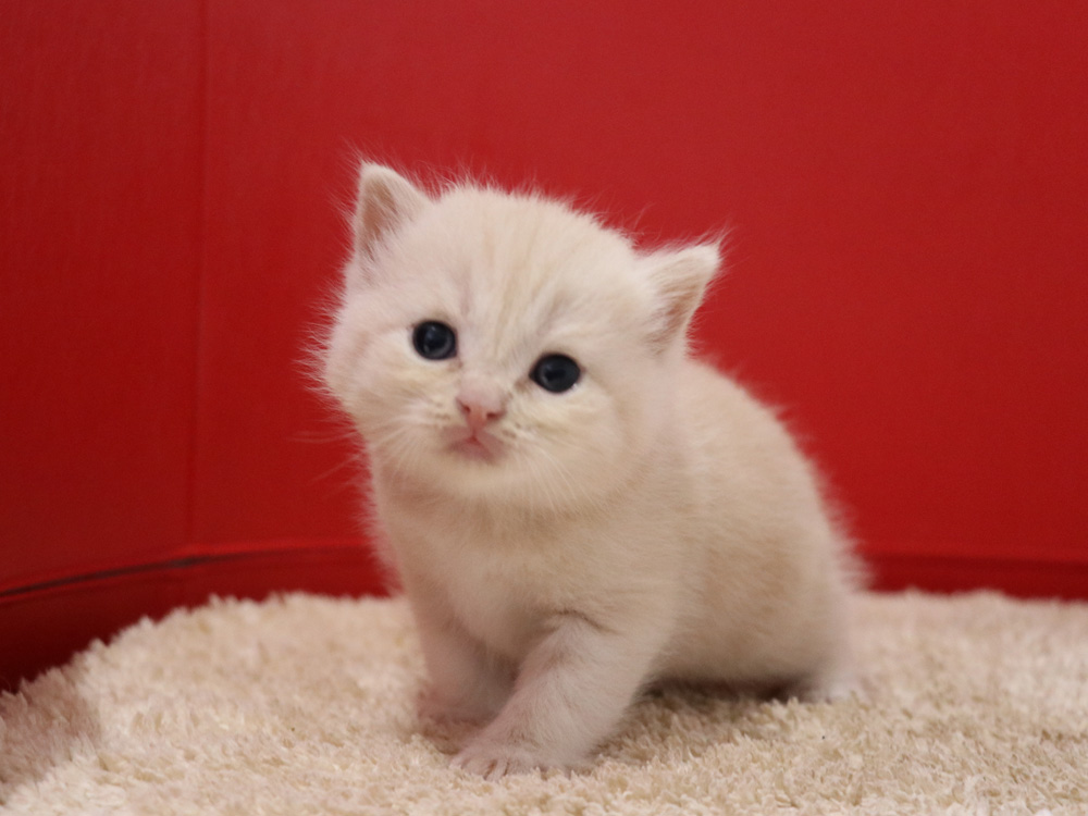 スコティッシュフォールドの子猫画像