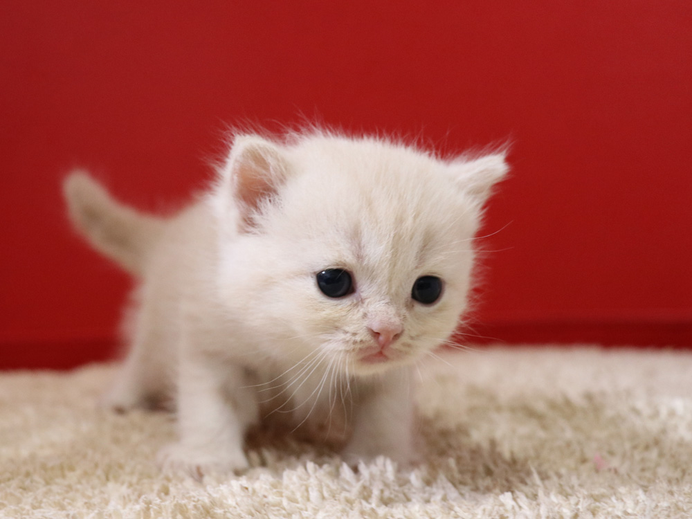 スコティッシュフォールドの子猫画像