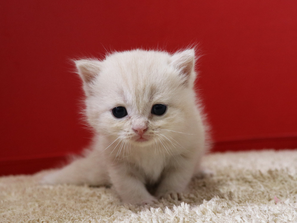 スコティッシュフォールドの子猫画像