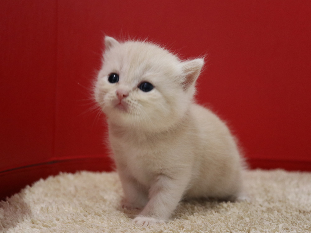 スコティッシュフォールドの子猫画像