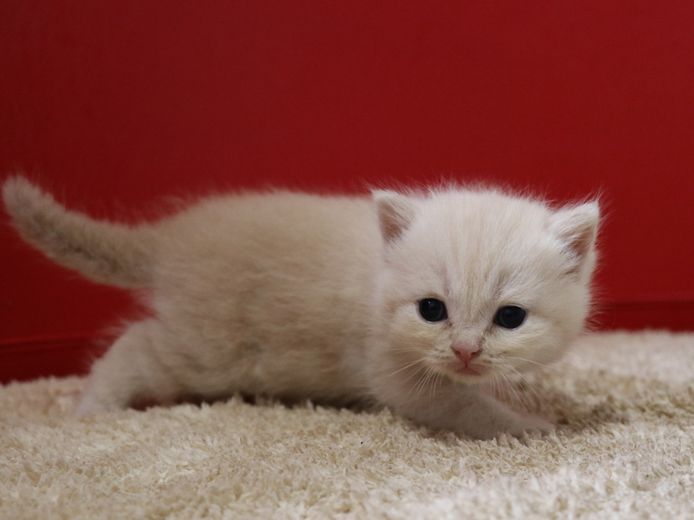 スコティッシュフォールドの子猫画像