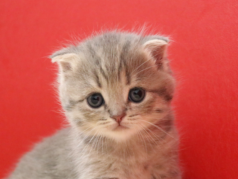 スコティッシュフォールドの子猫画像