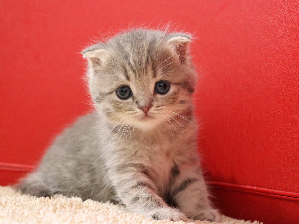 スコティッシュフォールドの子猫画像