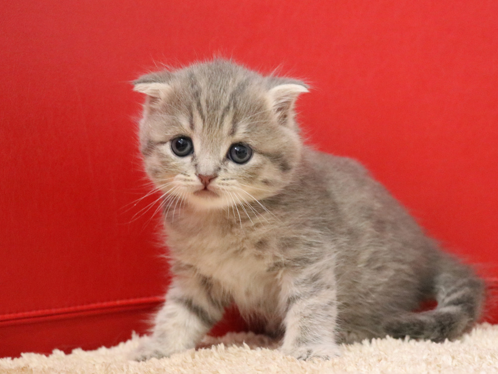 スコティッシュフォールドの子猫画像