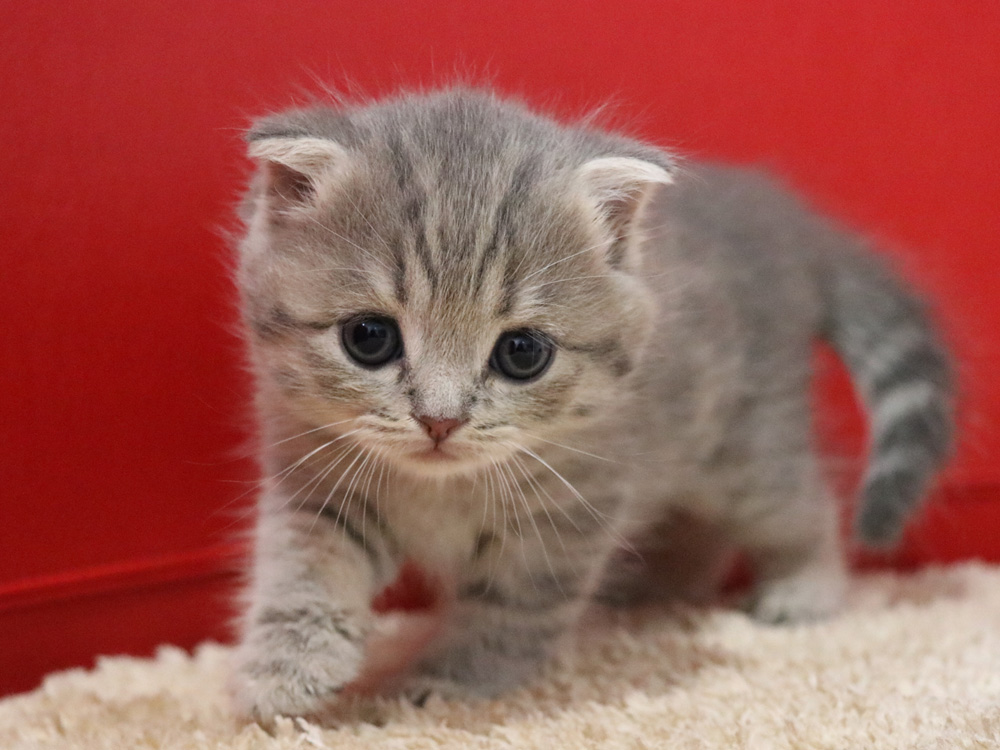 スコティッシュフォールドの子猫画像