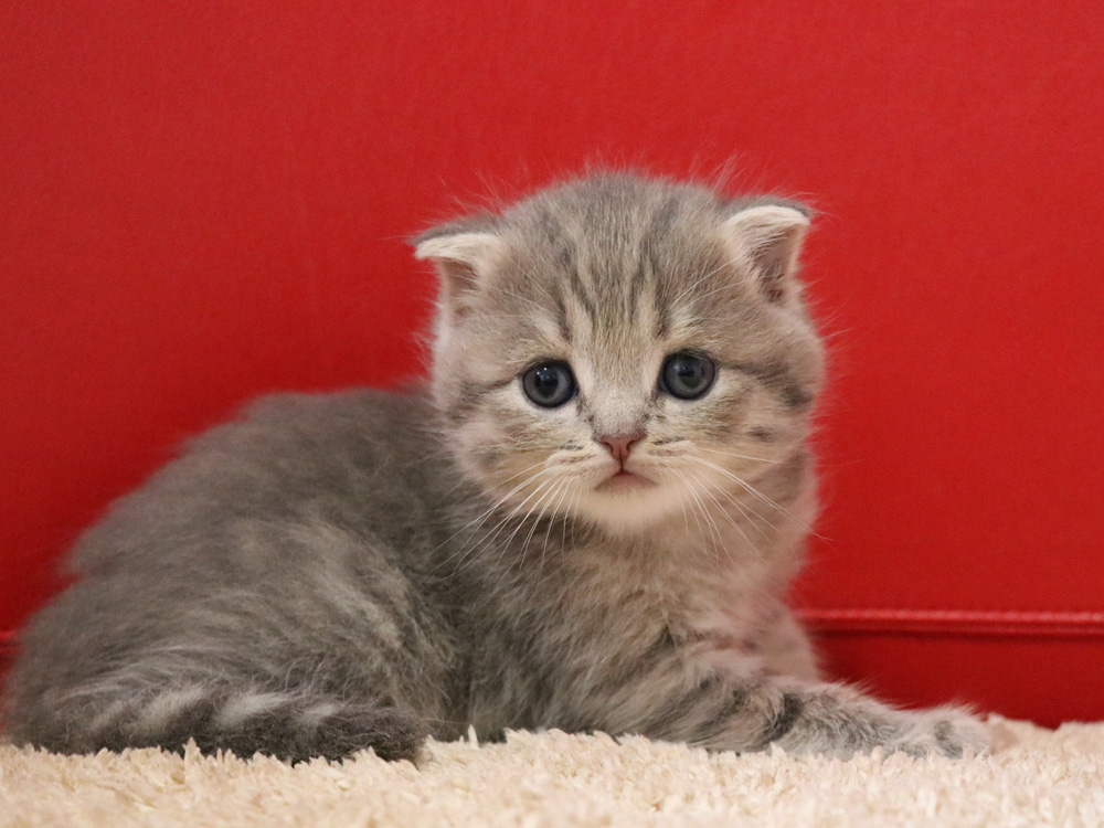 スコティッシュフォールドの子猫画像