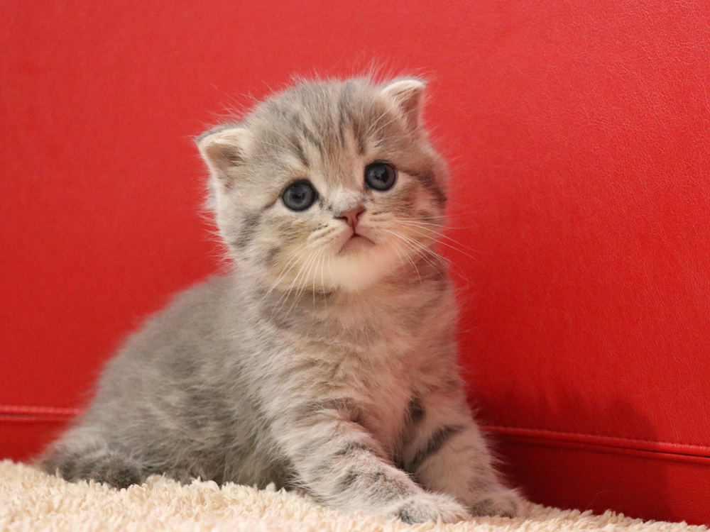 スコティッシュフォールドの子猫画像