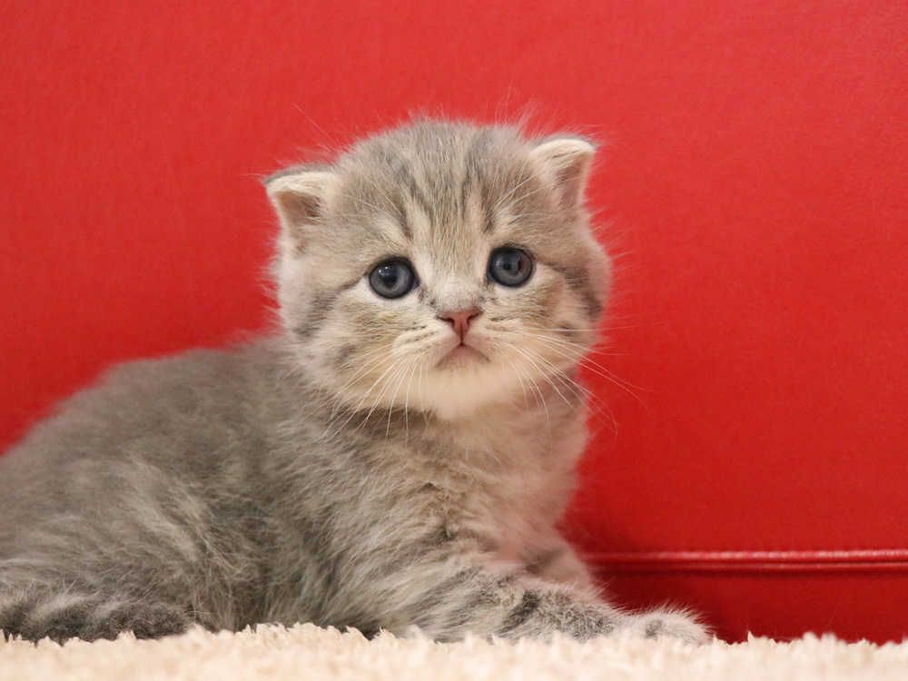 スコティッシュフォールドの子猫画像