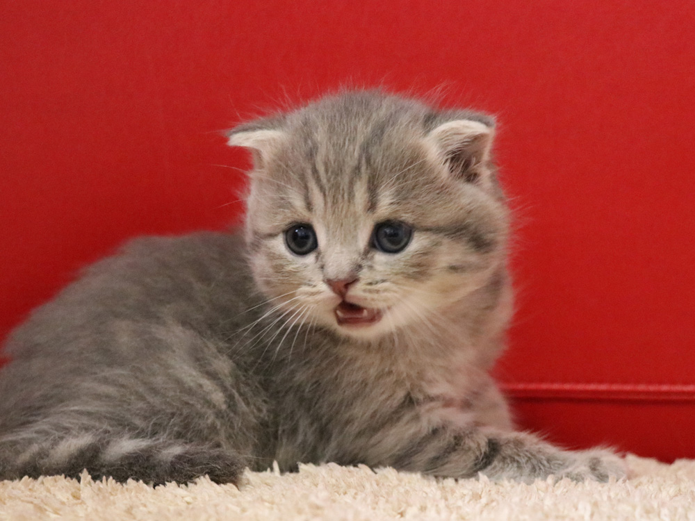 スコティッシュフォールドの子猫画像