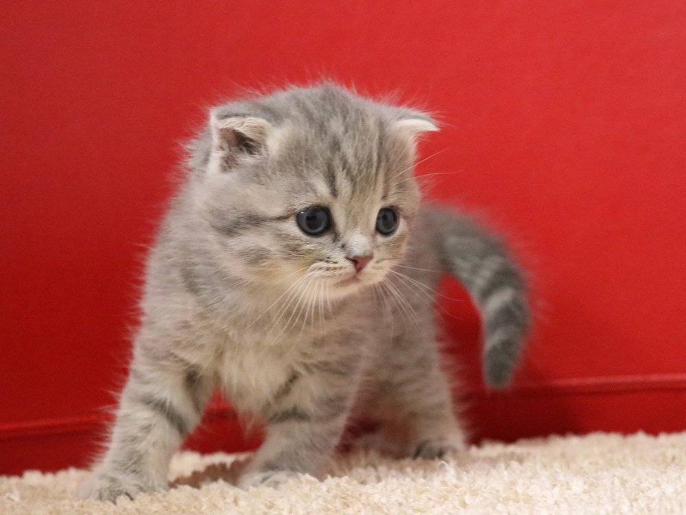 スコティッシュフォールドの子猫画像