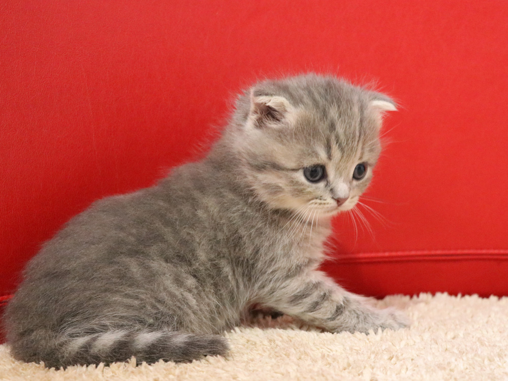 スコティッシュフォールドの子猫画像