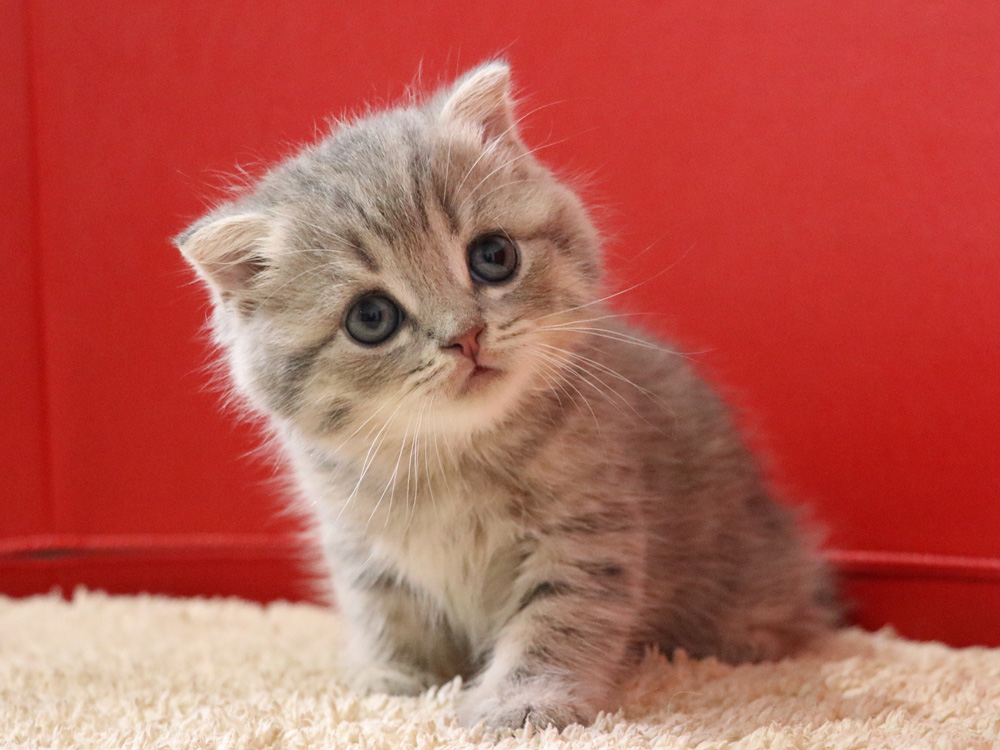 スコティッシュフォールドの子猫画像