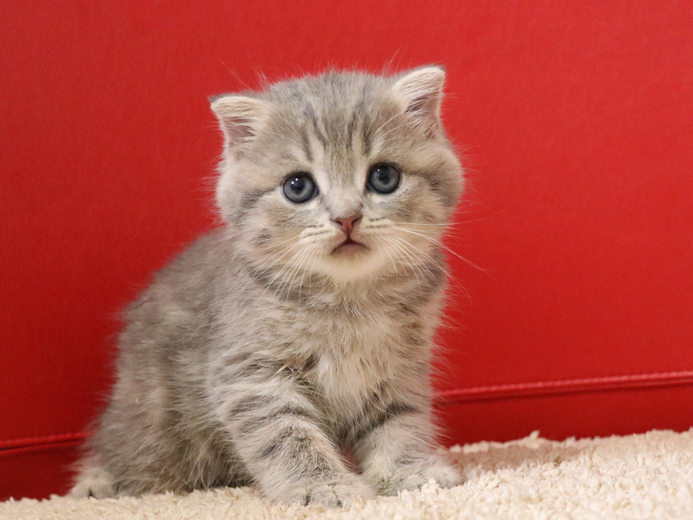 スコティッシュフォールドの子猫画像