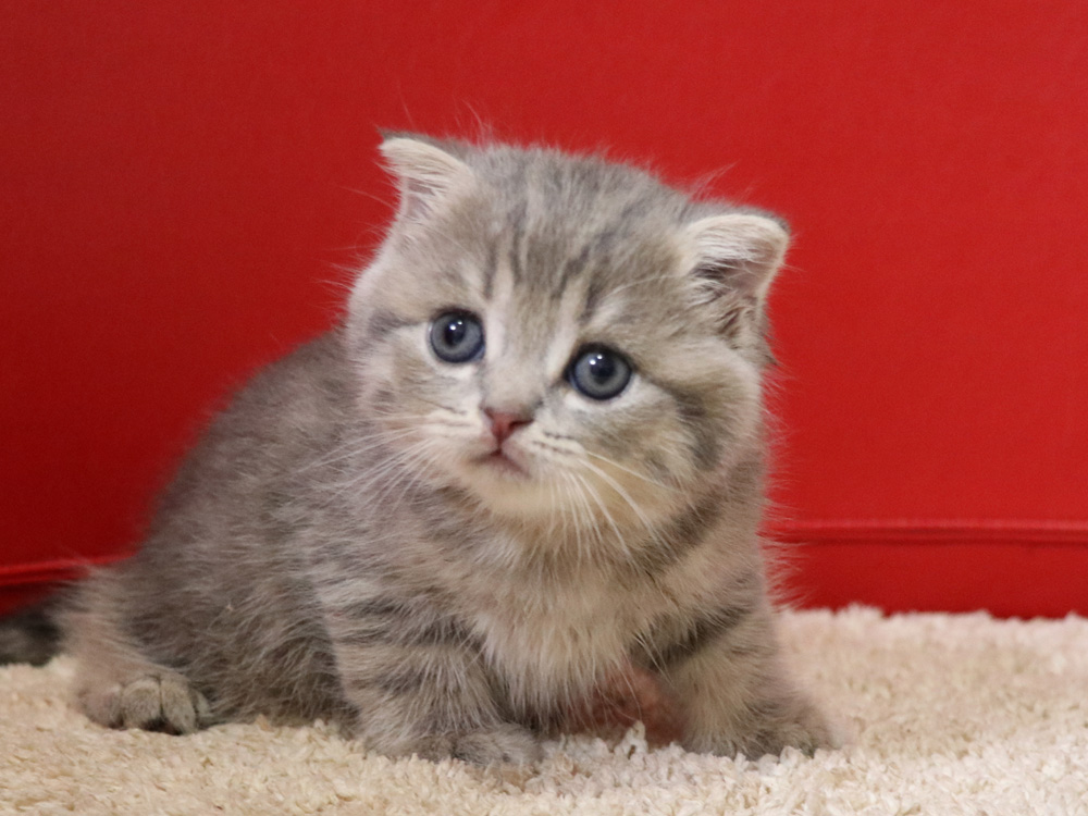 スコティッシュフォールドの子猫画像