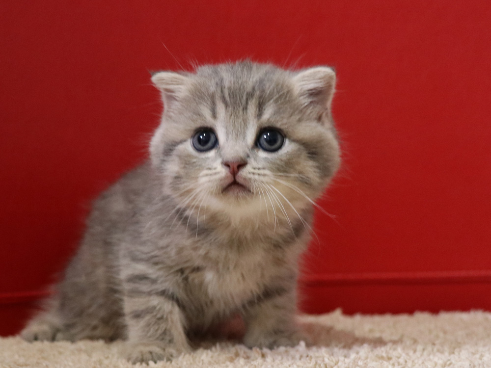 スコティッシュフォールドの子猫画像