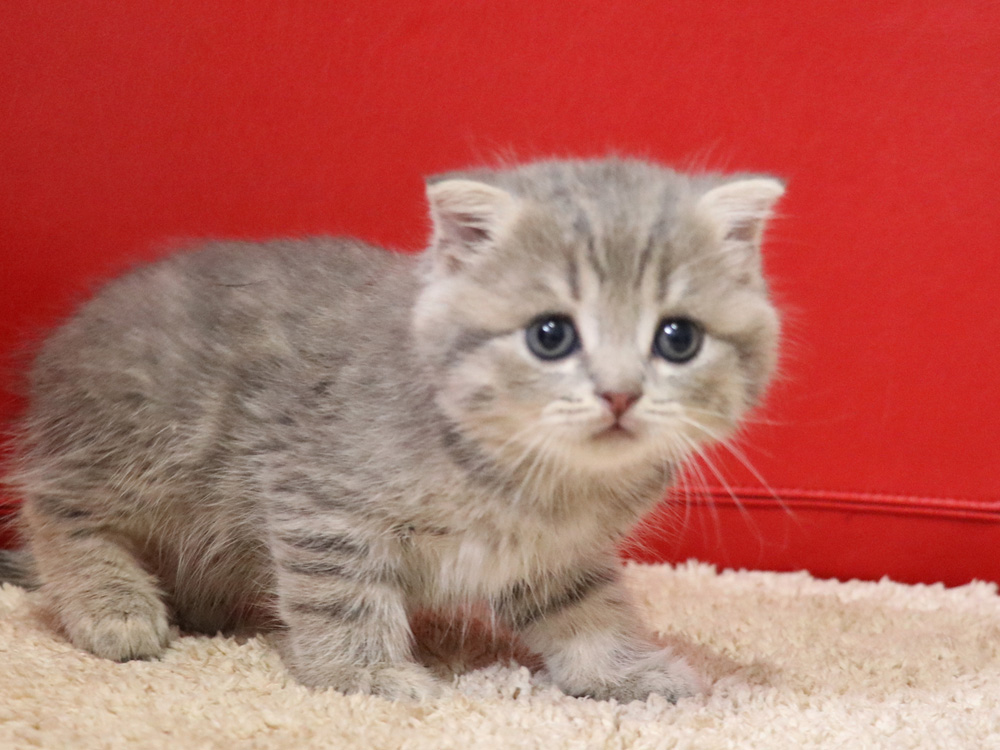 スコティッシュフォールドの子猫画像