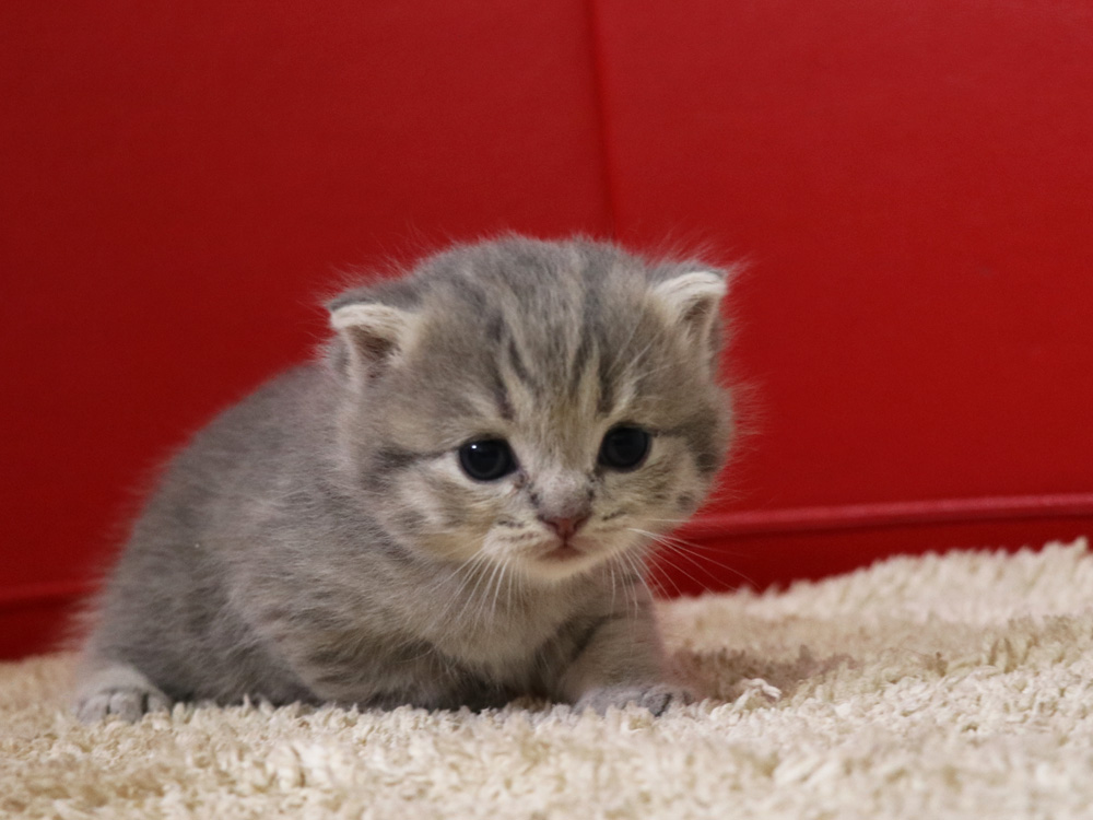スコティッシュフォールドの子猫画像