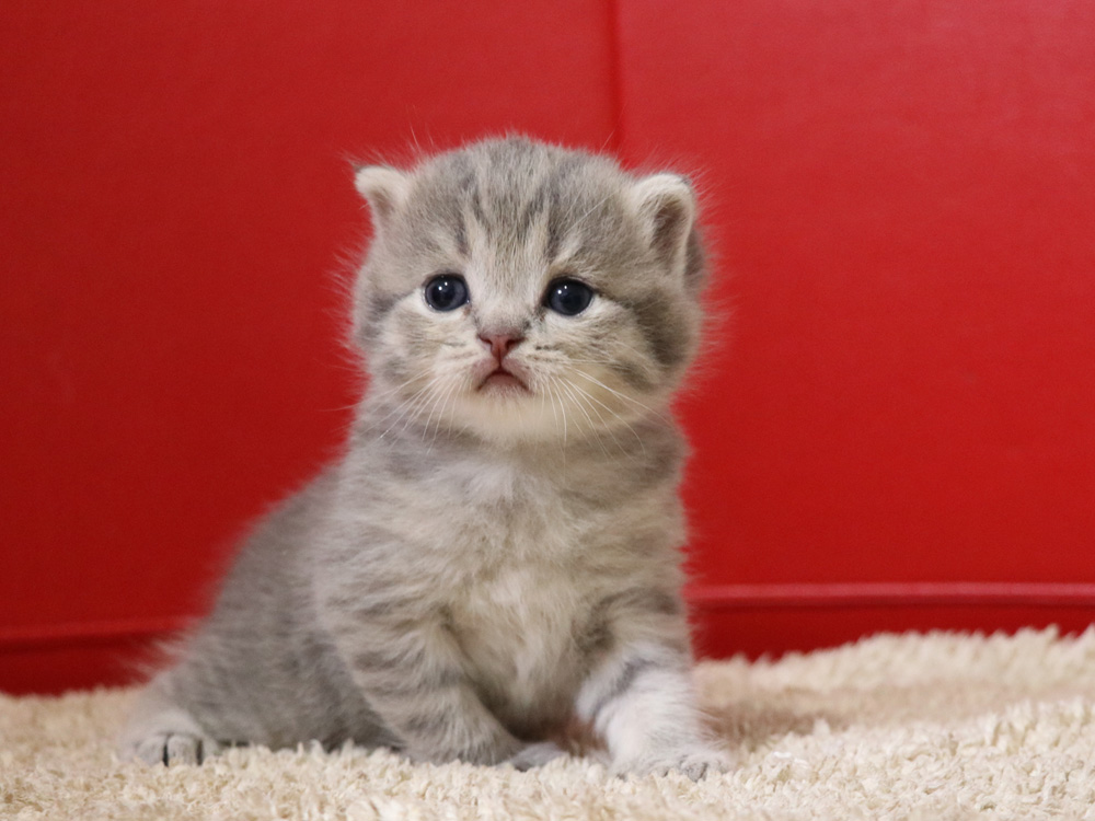 スコティッシュフォールドの子猫画像