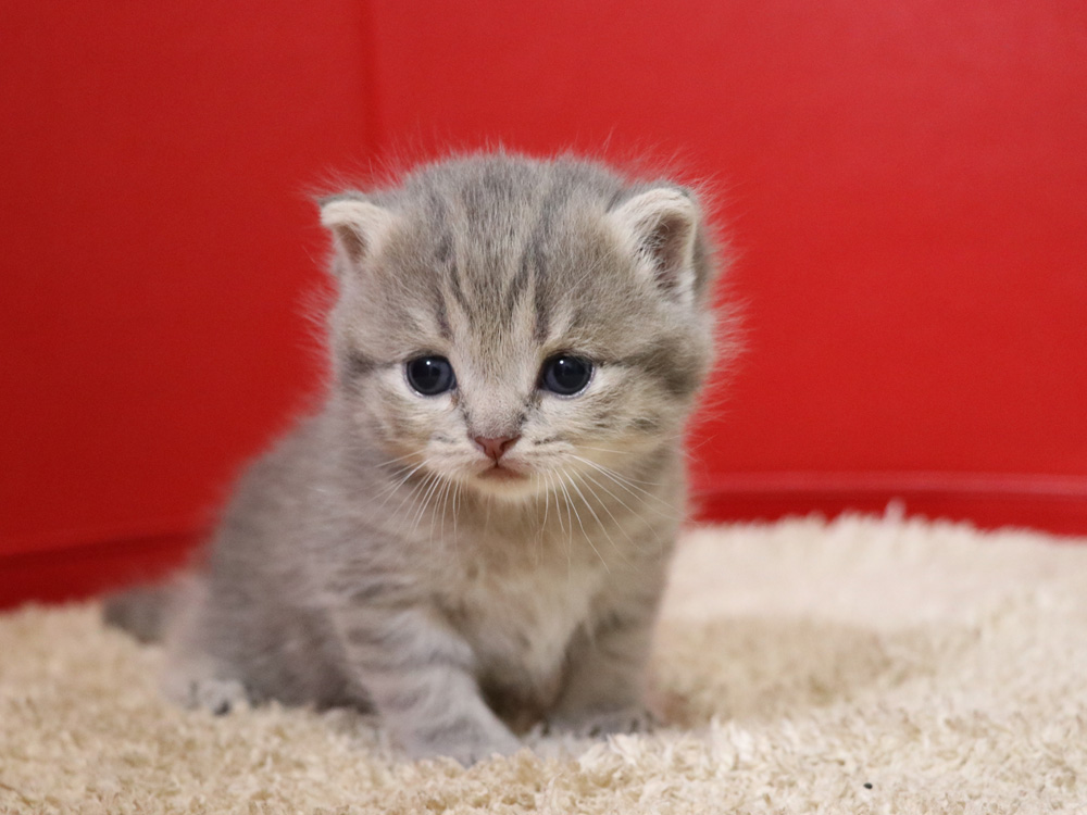 スコティッシュフォールドの子猫画像