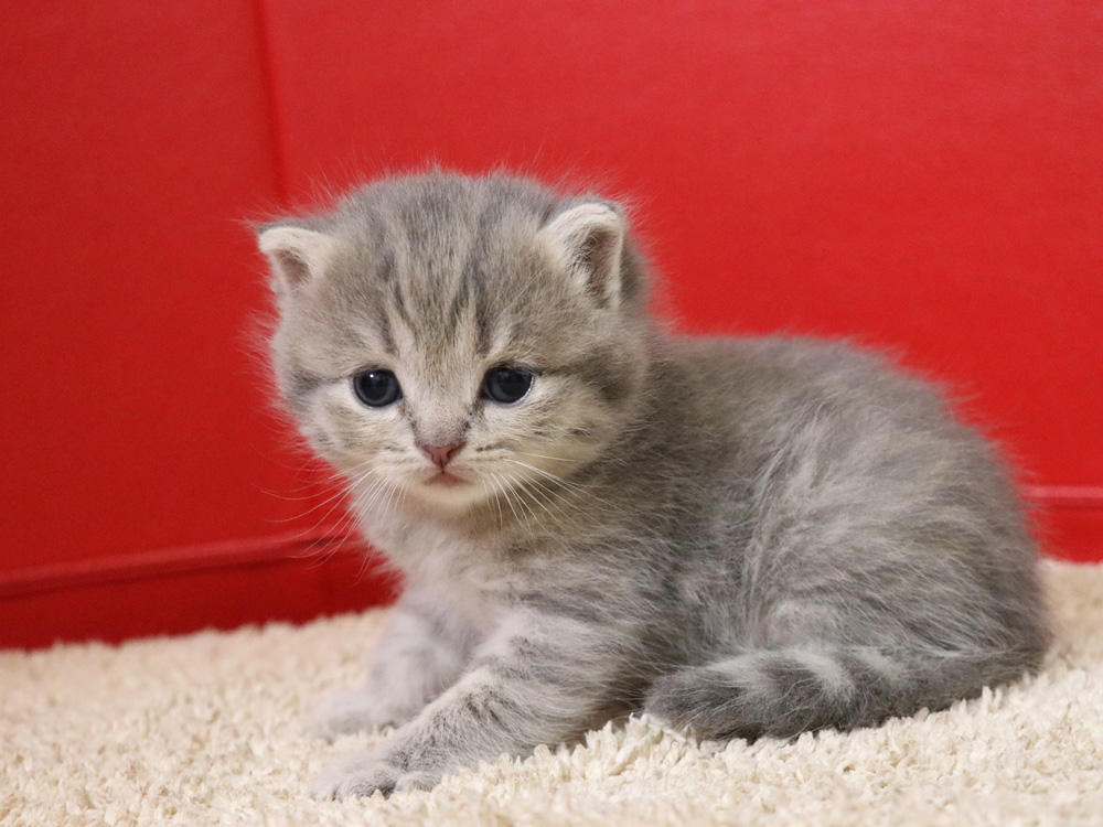 スコティッシュフォールドの子猫画像