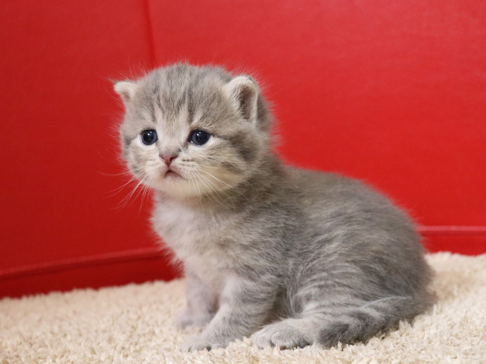 スコティッシュフォールドの子猫画像