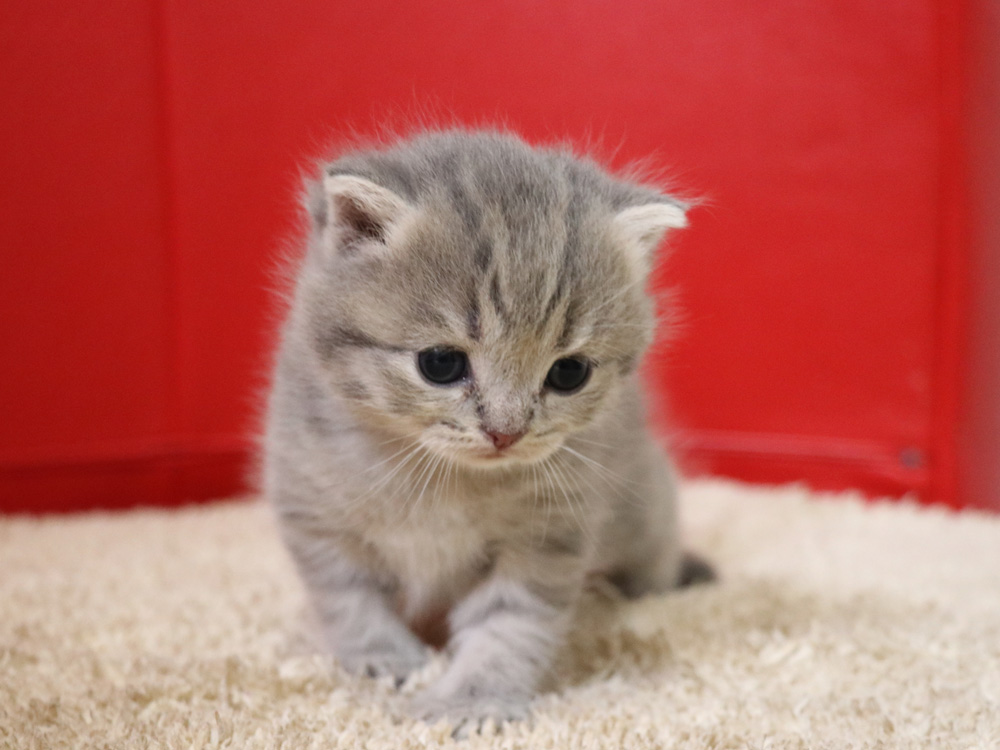 スコティッシュフォールドの子猫画像
