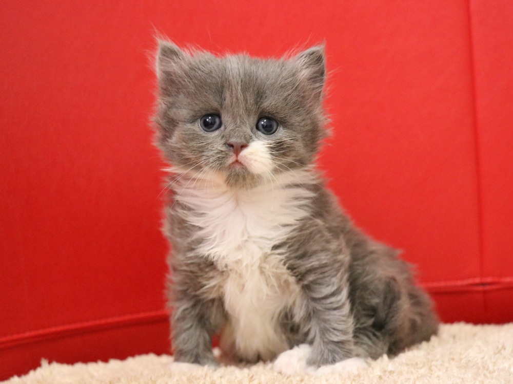 スコティッシュフォールドの子猫画像