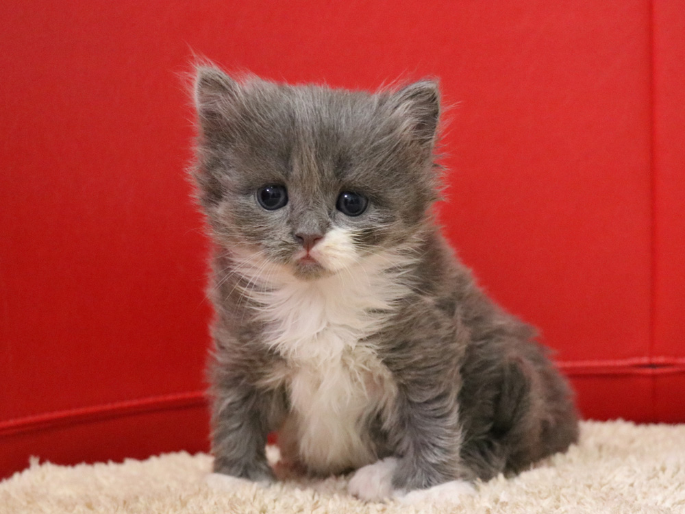 スコティッシュフォールドの子猫画像