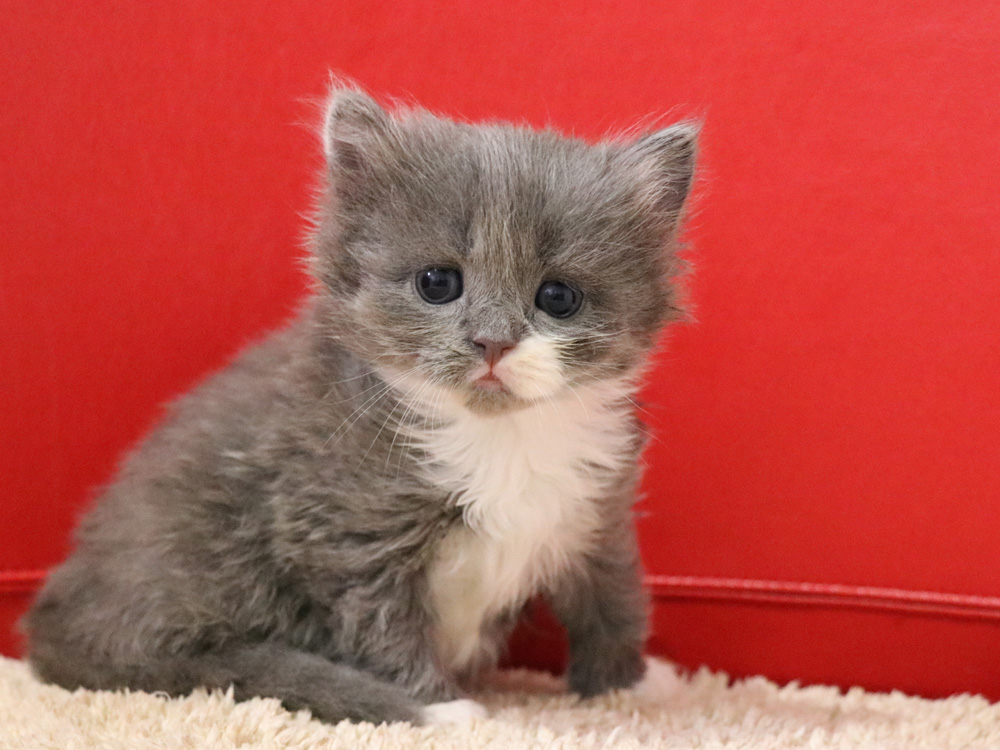 スコティッシュフォールドの子猫画像
