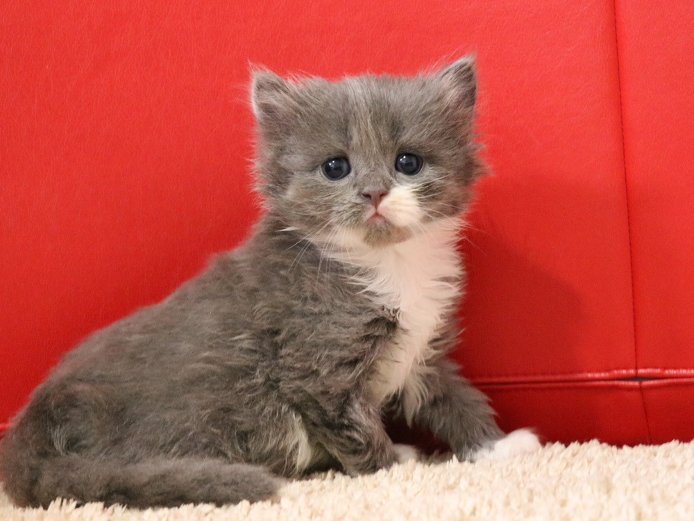 スコティッシュフォールドの子猫画像