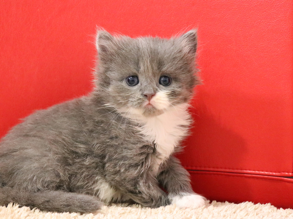 スコティッシュフォールドの子猫画像