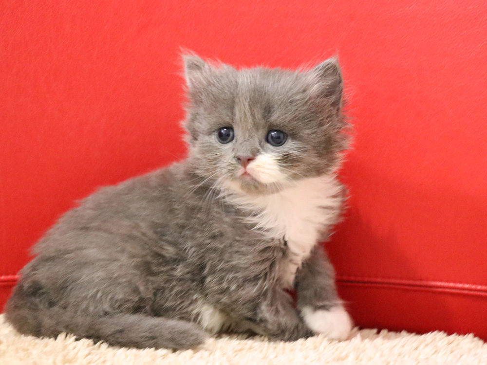 スコティッシュフォールドの子猫画像