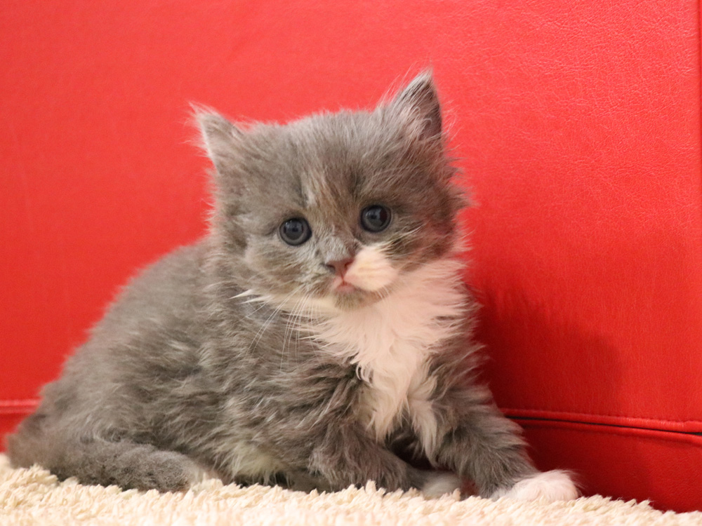 スコティッシュフォールドの子猫画像