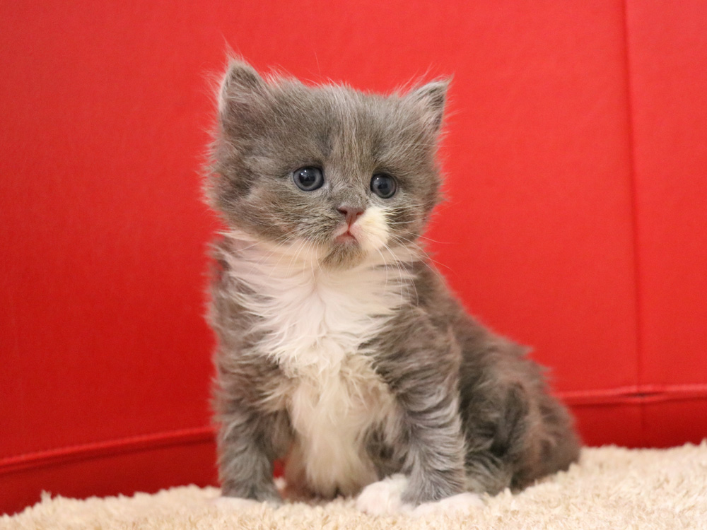 スコティッシュフォールドの子猫画像