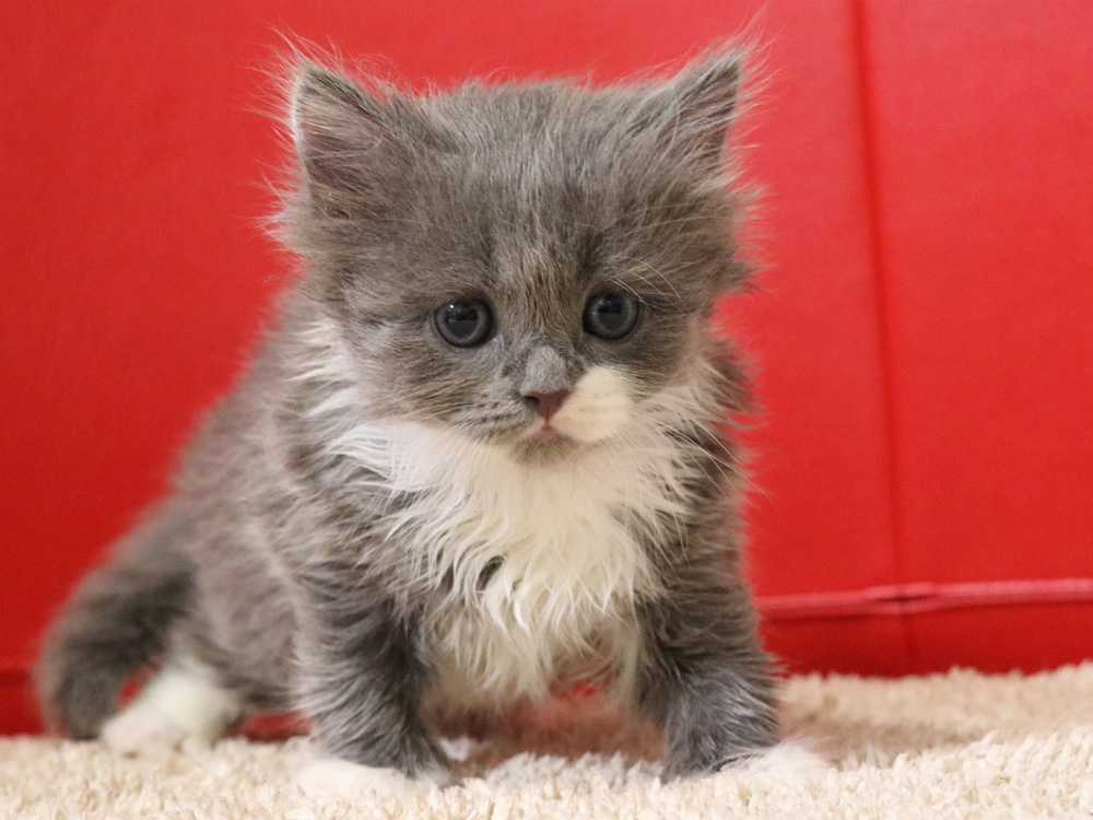 スコティッシュフォールドの子猫画像
