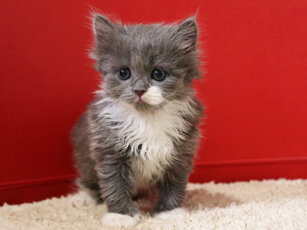 スコティッシュフォールドの子猫画像