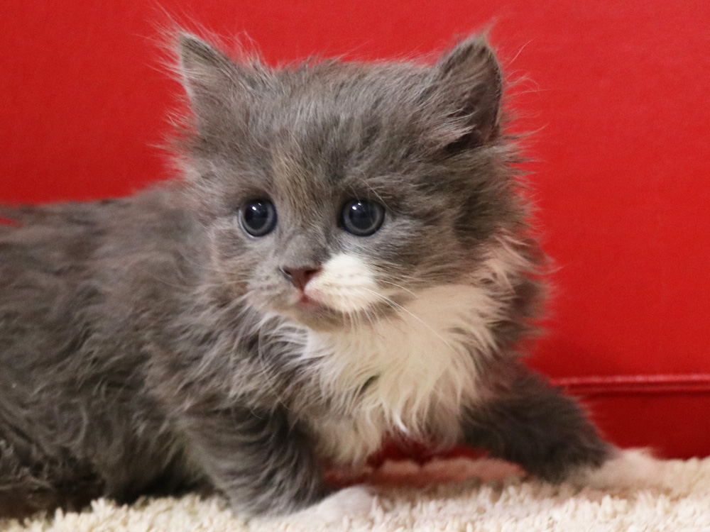スコティッシュフォールドの子猫画像