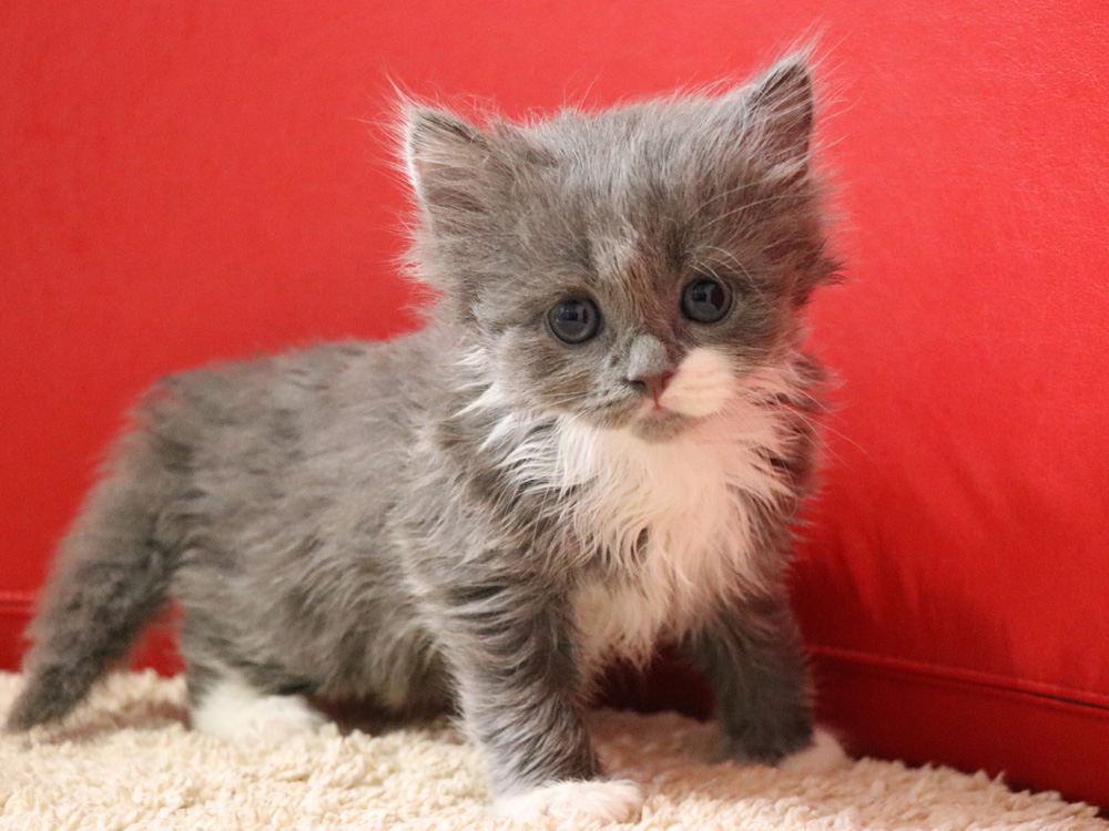 スコティッシュフォールドの子猫画像