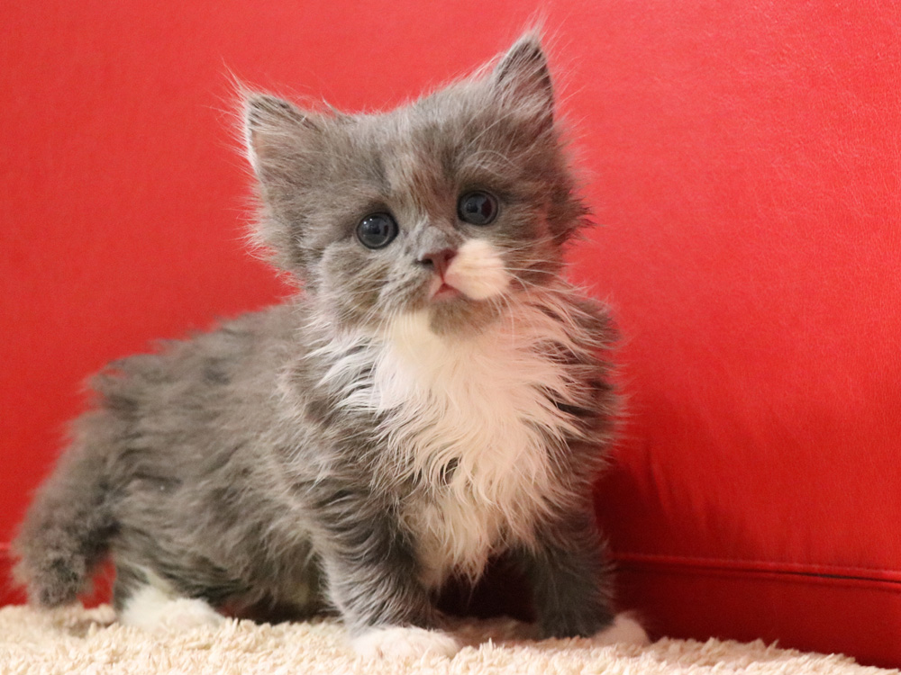 スコティッシュフォールドの子猫画像