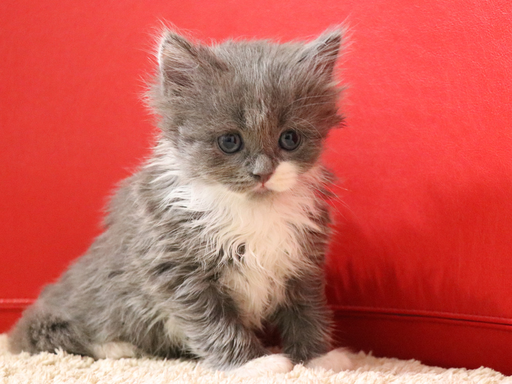 スコティッシュフォールドの子猫画像