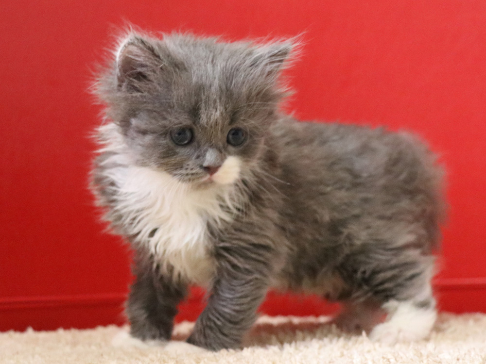スコティッシュフォールドの子猫画像