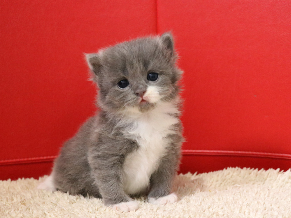 スコティッシュフォールドの子猫画像