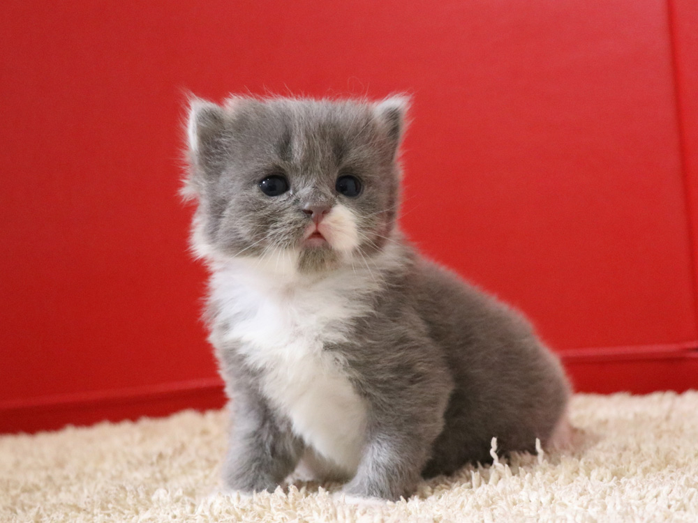 スコティッシュフォールドの子猫画像