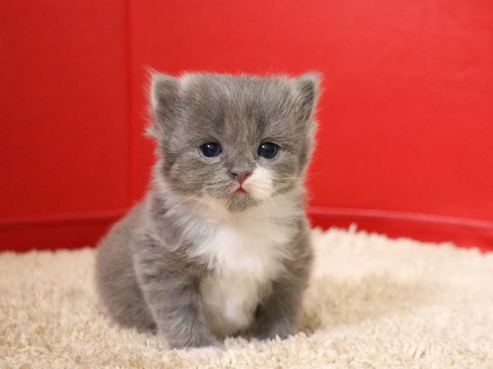 スコティッシュフォールドの子猫画像