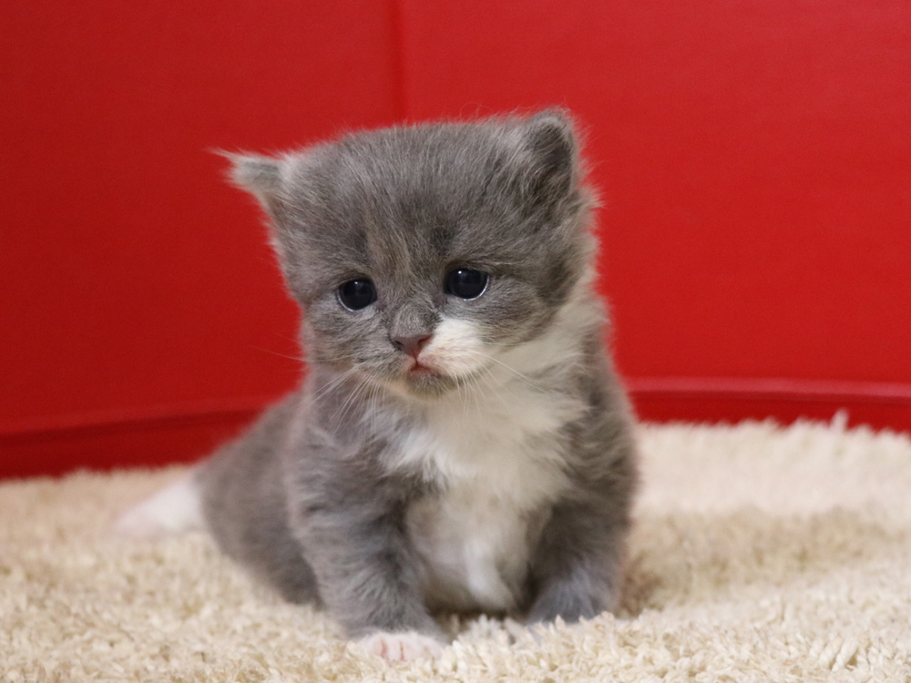 スコティッシュフォールドの子猫画像