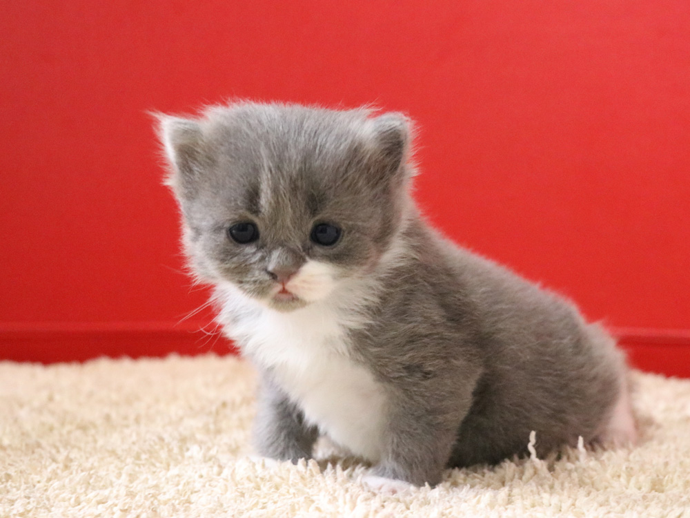 スコティッシュフォールドの子猫画像